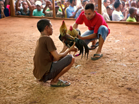 It is East Timor, one of the world's youngest nations, blood thirsty national sport and a scene replicated throughout the tiny nation every...