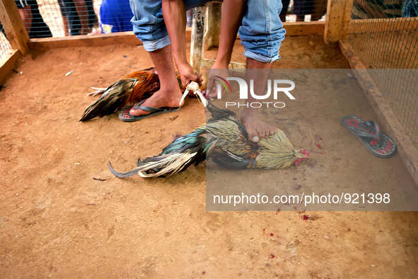 It is East Timor, one of the world's youngest nations, blood thirsty national sport and a scene replicated throughout the tiny nation every...