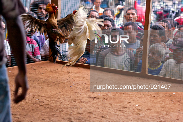 It is East Timor, one of the world's youngest nations, blood thirsty national sport and a scene replicated throughout the tiny nation every...