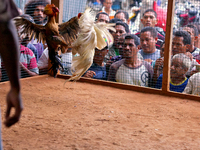 It is East Timor, one of the world's youngest nations, blood thirsty national sport and a scene replicated throughout the tiny nation every...