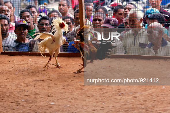 It is East Timor, one of the world's youngest nations, blood thirsty national sport and a scene replicated throughout the tiny nation every...