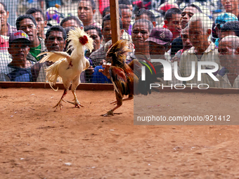 It is East Timor, one of the world's youngest nations, blood thirsty national sport and a scene replicated throughout the tiny nation every...