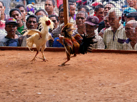 It is East Timor, one of the world's youngest nations, blood thirsty national sport and a scene replicated throughout the tiny nation every...