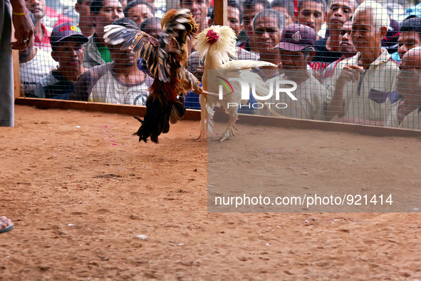 It is East Timor, one of the world's youngest nations, blood thirsty national sport and a scene replicated throughout the tiny nation every...