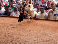 It is East Timor, one of the world's youngest nations, blood thirsty national sport and a scene replicated throughout the tiny nation every...