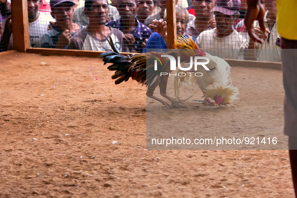 It is East Timor, one of the world's youngest nations, blood thirsty national sport and a scene replicated throughout the tiny nation every...