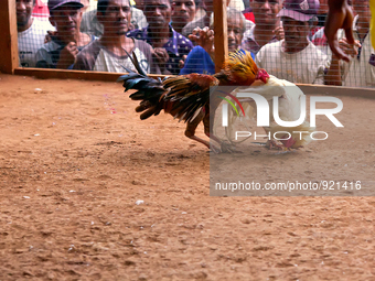 It is East Timor, one of the world's youngest nations, blood thirsty national sport and a scene replicated throughout the tiny nation every...