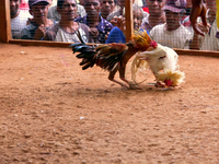 It is East Timor, one of the world's youngest nations, blood thirsty national sport and a scene replicated throughout the tiny nation every...