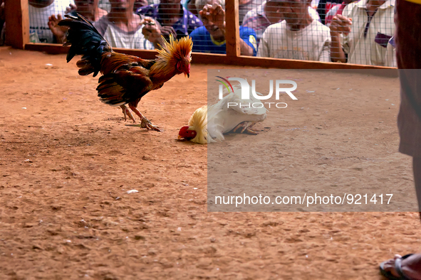 It is East Timor, one of the world's youngest nations, blood thirsty national sport and a scene replicated throughout the tiny nation every...