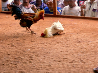 It is East Timor, one of the world's youngest nations, blood thirsty national sport and a scene replicated throughout the tiny nation every...