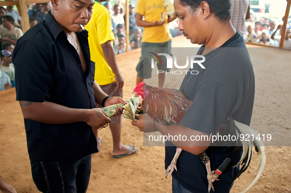 It is East Timor, one of the world's youngest nations, blood thirsty national sport and a scene replicated throughout the tiny nation every...