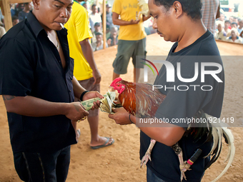 It is East Timor, one of the world's youngest nations, blood thirsty national sport and a scene replicated throughout the tiny nation every...