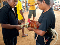 It is East Timor, one of the world's youngest nations, blood thirsty national sport and a scene replicated throughout the tiny nation every...