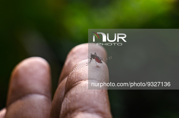 Aedes albopictus (Stegomyia albopicta), from the mosquito (Culicidae) family, also known as the (Asian) tiger mosquito or forest mosquito, i...