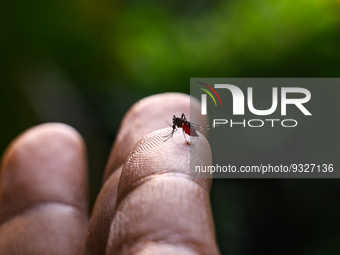 Aedes albopictus (Stegomyia albopicta), from the mosquito (Culicidae) family, also known as the (Asian) tiger mosquito or forest mosquito, i...