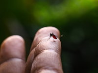 Aedes albopictus (Stegomyia albopicta), from the mosquito (Culicidae) family, also known as the (Asian) tiger mosquito or forest mosquito, i...