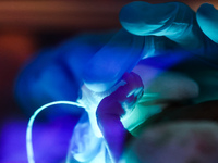 A nurse touches a tiny hand of one of the quintuplets seen in an incubator. Krakow, Poland on February 14, 2023. Three girls and two boys we...