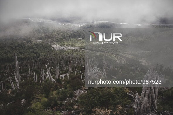 Between carcasses of trees it can be appreciated the extent of damage caused to the forest by the eruption of the Chaiten volcano in Chaiten...