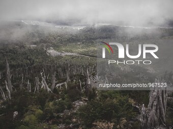 Between carcasses of trees it can be appreciated the extent of damage caused to the forest by the eruption of the Chaiten volcano in Chaiten...