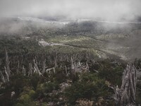 Between carcasses of trees it can be appreciated the extent of damage caused to the forest by the eruption of the Chaiten volcano in Chaiten...