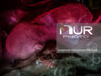 Kids are sleeping covered by mosquito net. Bhaktapur, Kathmandu, Nepal. May 3, 2015. The official death toll climbed to over 7,200, accordin...