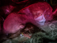 Kids are sleeping covered by mosquito net. Bhaktapur, Kathmandu, Nepal. May 3, 2015. The official death toll climbed to over 7,200, accordin...