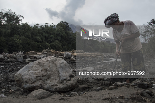 Indonesia, Karo, September 28 : A woman worker collects the volcanic stones to sold as cold lava material of sinabung volcano eruption in Ka...