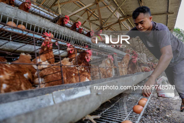 

A worker is collecting chicken eggs to sell before injecting them with a vaccine to prevent an outbreak of Avian Influenza ahead of the ho...