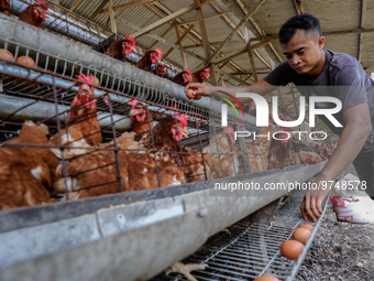 

A worker is collecting chicken eggs to sell before injecting them with a vaccine to prevent an outbreak of Avian Influenza ahead of the ho...