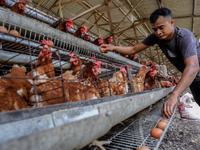 

A worker is collecting chicken eggs to sell before injecting them with a vaccine to prevent an outbreak of Avian Influenza ahead of the ho...