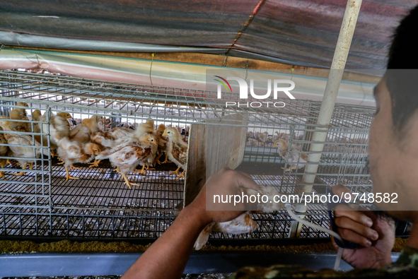 

A worker is injecting vaccine into the chickens to prevent an outbreak of Avian Influenza ahead of the holy month of Ramadan at a home-bas...