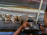 

A worker is injecting vaccine into the chickens to prevent an outbreak of Avian Influenza ahead of the holy month of Ramadan at a home-bas...