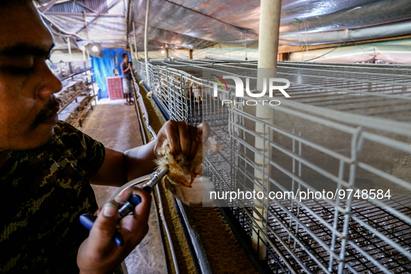 

A worker is injecting vaccine into the chickens to prevent an outbreak of Avian Influenza ahead of the holy month of Ramadan at a home-bas...