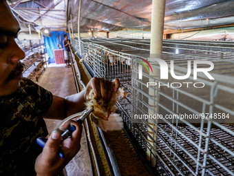 

A worker is injecting vaccine into the chickens to prevent an outbreak of Avian Influenza ahead of the holy month of Ramadan at a home-bas...