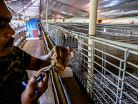 

A worker is injecting vaccine into the chickens to prevent an outbreak of Avian Influenza ahead of the holy month of Ramadan at a home-bas...