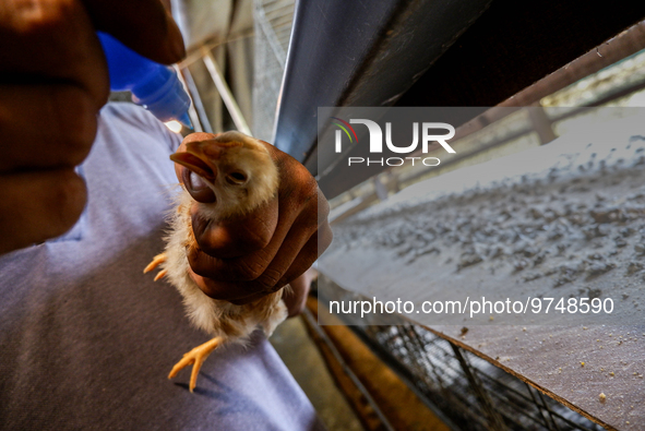 

A worker is dripping vaccine into the chickens to prevent an outbreak of Avian Influenza ahead of the holy month of Ramadan at a home-base...