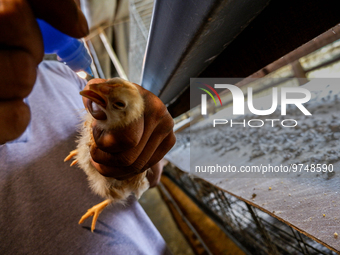 

A worker is dripping vaccine into the chickens to prevent an outbreak of Avian Influenza ahead of the holy month of Ramadan at a home-base...