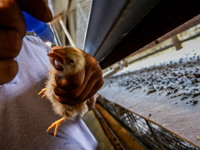 

A worker is dripping vaccine into the chickens to prevent an outbreak of Avian Influenza ahead of the holy month of Ramadan at a home-base...