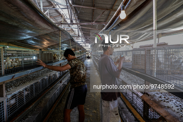 

A worker is dripping vaccine into the chickens to prevent an outbreak of Avian Influenza ahead of the holy month of Ramadan at a home-base...