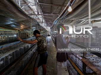 

A worker is dripping vaccine into the chickens to prevent an outbreak of Avian Influenza ahead of the holy month of Ramadan at a home-base...