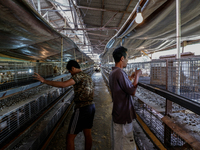 

A worker is dripping vaccine into the chickens to prevent an outbreak of Avian Influenza ahead of the holy month of Ramadan at a home-base...