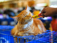 Felines and their friends gather, and around nine exotic breeds of house cats participated in the Championship, the event was held by the Fe...