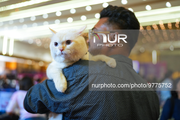 Felines and their friends gather, and around nine exotic breeds of house cats participated in the Championship, the event was held by the Fe...