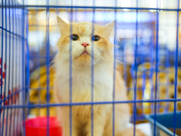 Felines and their friends gather, and around nine exotic breeds of house cats participated in the Championship, the event was held by the Fe...