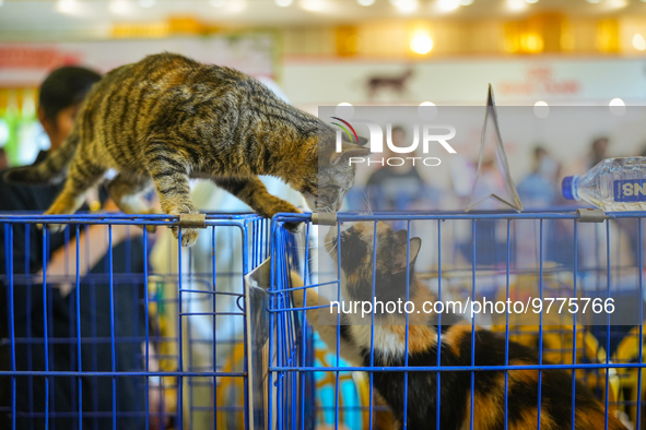 Felines and their friends gather, and around nine exotic breeds of house cats participated in the Championship, the event was held by the Fe...