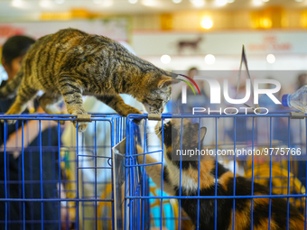 Felines and their friends gather, and around nine exotic breeds of house cats participated in the Championship, the event was held by the Fe...