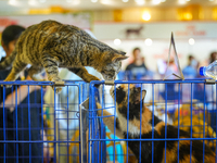 Felines and their friends gather, and around nine exotic breeds of house cats participated in the Championship, the event was held by the Fe...