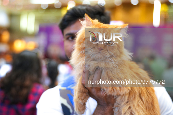 Felines and their friends gather, and around nine exotic breeds of house cats participated in the Championship, the event was held by the Fe...