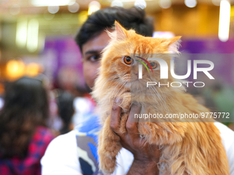 Felines and their friends gather, and around nine exotic breeds of house cats participated in the Championship, the event was held by the Fe...