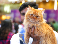 Felines and their friends gather, and around nine exotic breeds of house cats participated in the Championship, the event was held by the Fe...